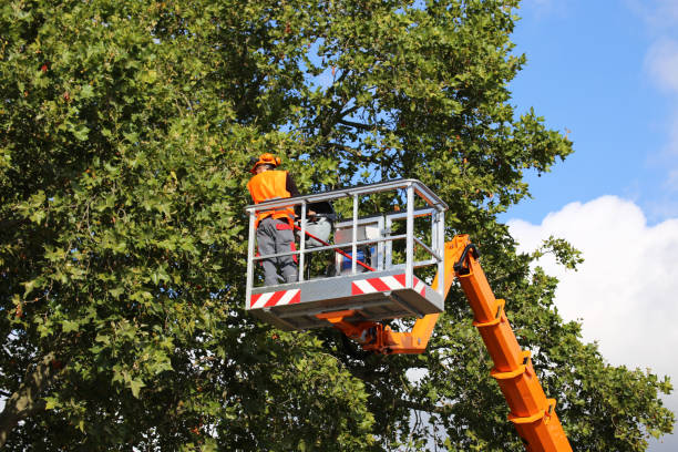 Best Commercial Tree Services  in Renovo, PA