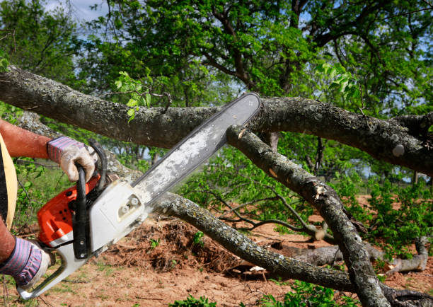 Best Arborist Consultation Services  in Renovo, PA